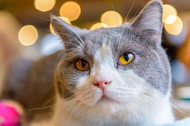 格斗游戏《伊苏vs空之轨迹》最新PV公开！10月10日正式发售